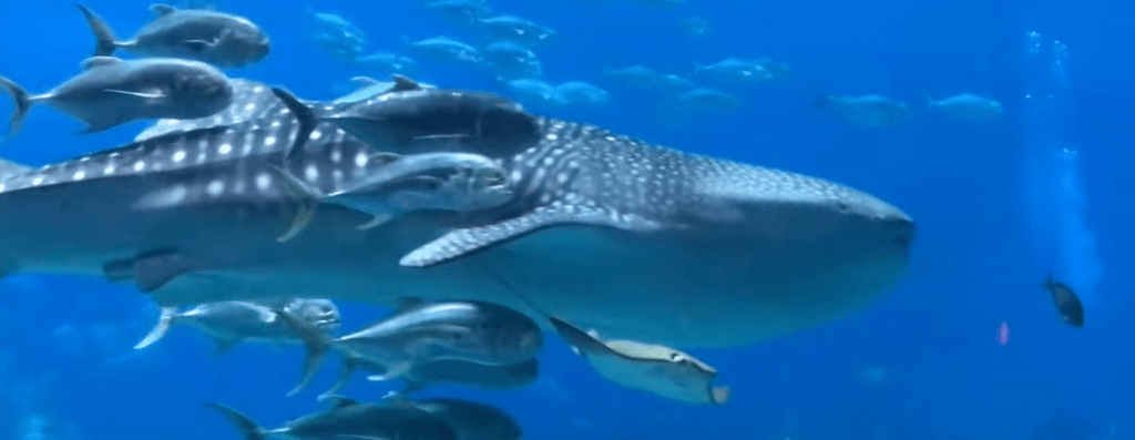 A Visit To The Georgia Aquarium (Atlanta,&nbsp;GA)